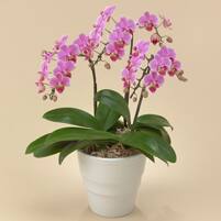 鉢植え ミディ胡蝶蘭３本立（ピンク）