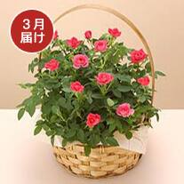 3月お届け ミニバラ寄せ（ピンク系）