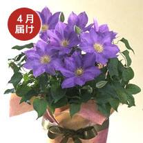 4月お届け クレマチス（紫系）