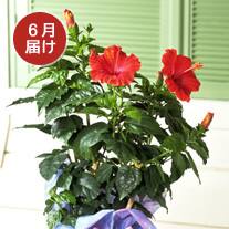 6月お届け ハイビスカス（レッド）