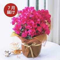 7月お届け ブーゲンビリア（ピンク系）