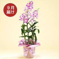 9月お届け デンファレ３本立（ピンク系）