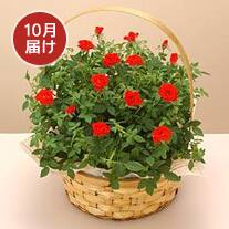 10月お届け ミニバラ寄せ（レッド系）