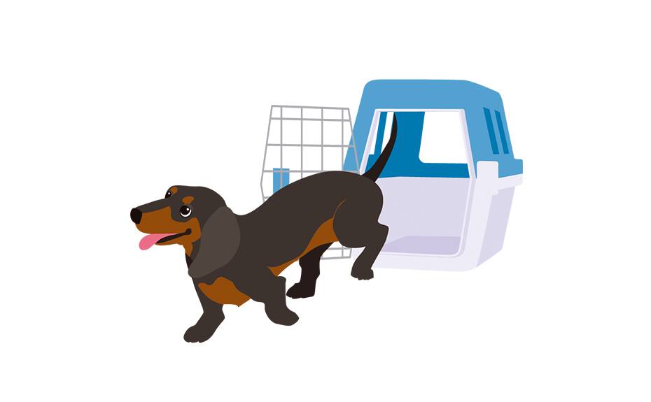 Image of dog and pet cage