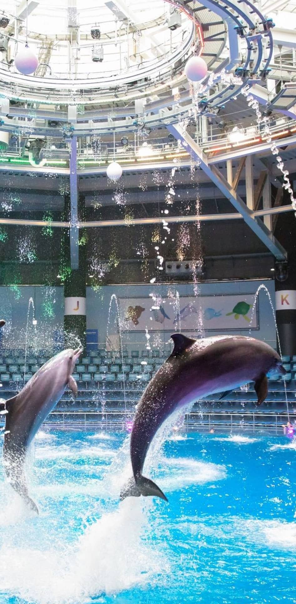 ドルフィンパフォーマンス（イメージ）