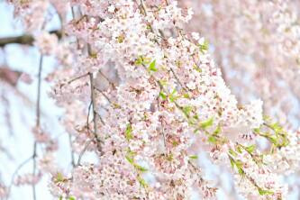 法亀寺（ほうきじ）しだれ桜