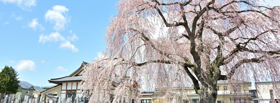 法亀寺（ほうきじ）しだれ桜