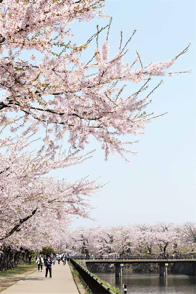 goryokakusakura-01