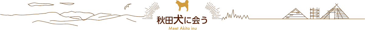 秋田犬に会う