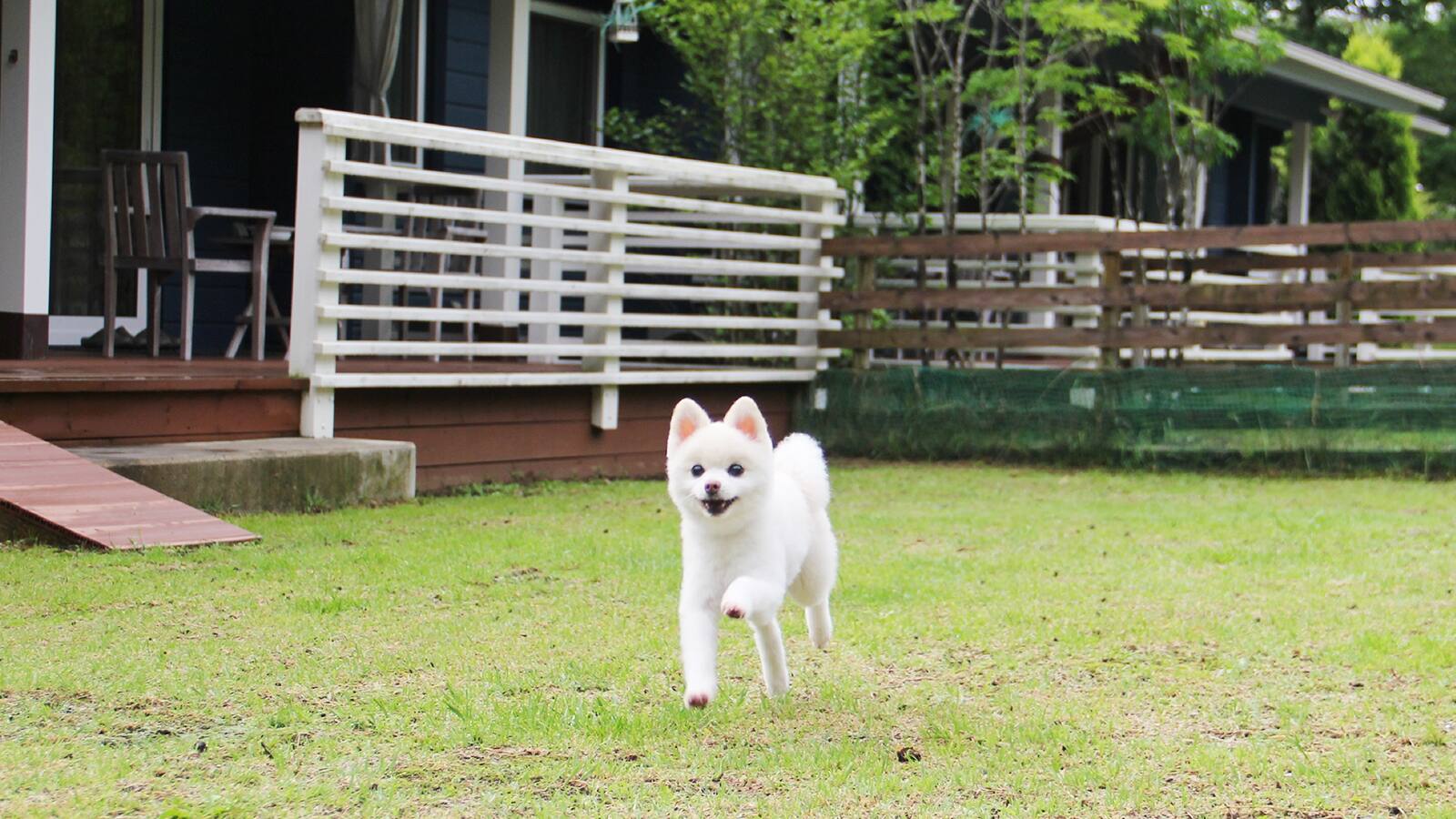 Class The Wolf イメージ1を見る