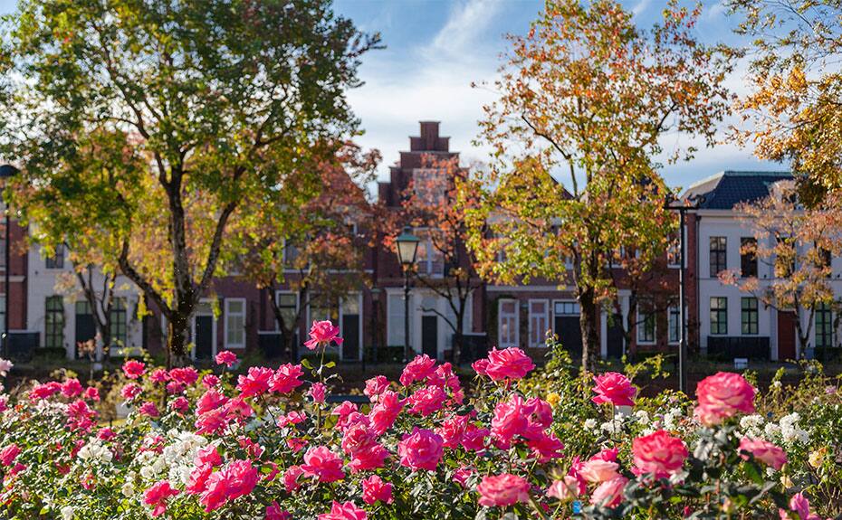 奥に洋風な建物が立ち並んでおり、手前には薔薇の花がたくさん咲いている写真