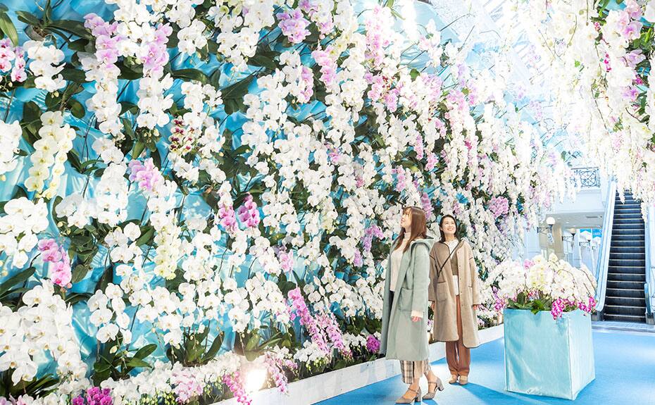 壁一面に、植木鉢に入った白や薄ピンク色の蘭の花が飾られている写真
