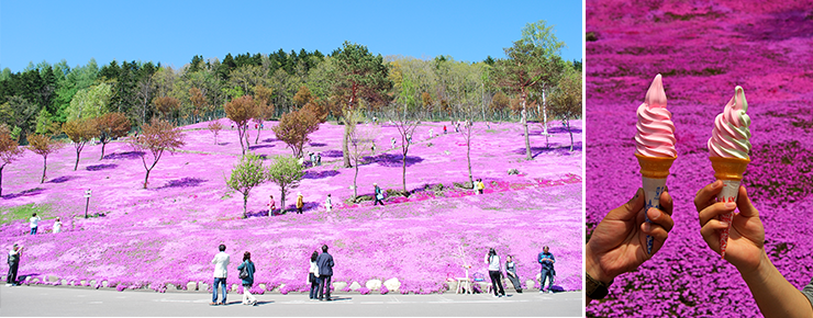 童話村たきのうえ芝ざくら祭り