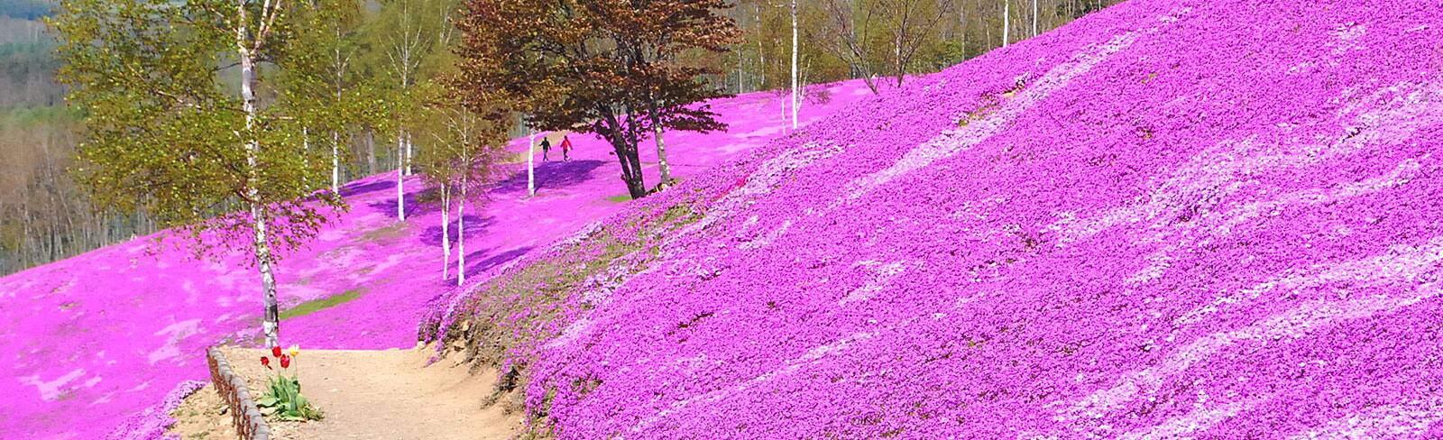 流氷が過ぎ去ると、春は壮大な花々の絶景が一面に！