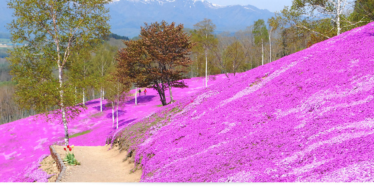 流氷が過ぎ去ると、春は壮大な花々の絶景が一面に！