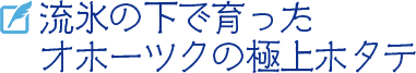流氷の下で育ったオホーツクの極上ホタテ