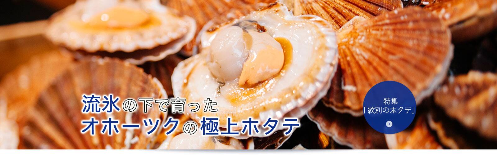 流氷の下で育ったオホーツクの極上ホタテ