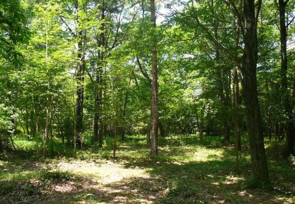 三重県民の森 体験イメージ2