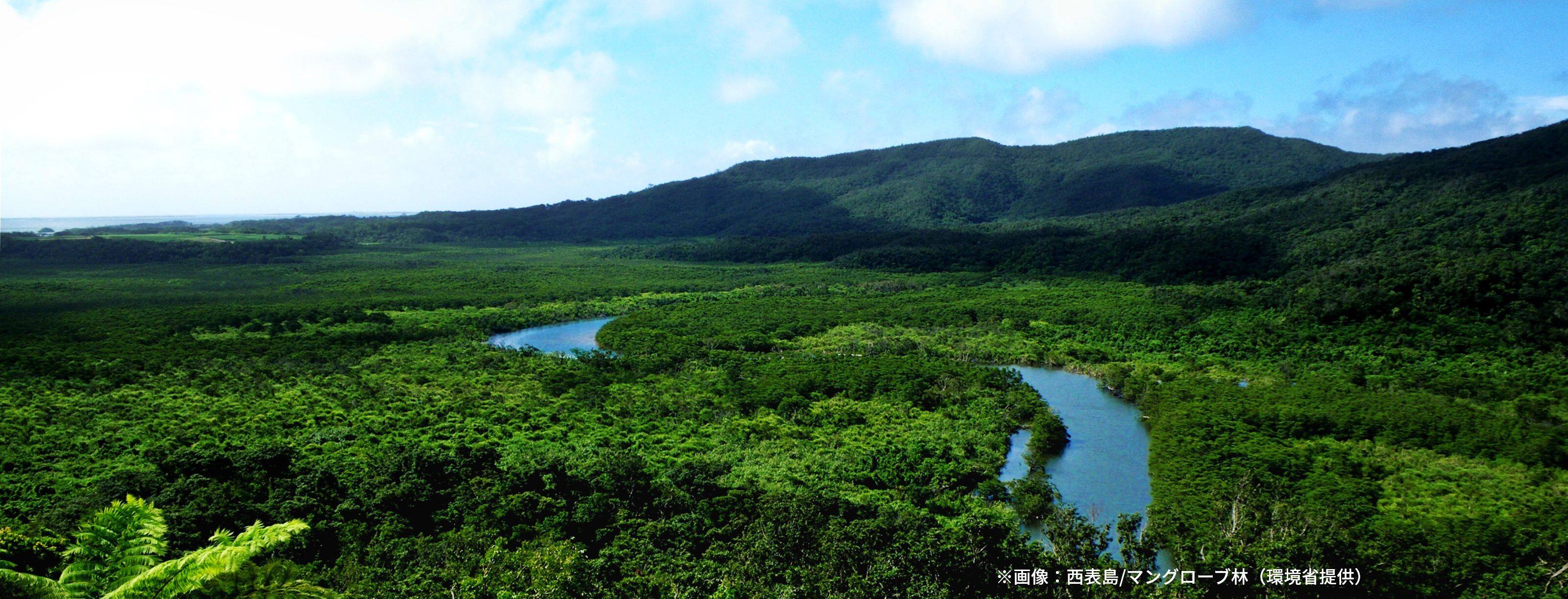 ※画像：西表島/マングローブ林（環境省提供）