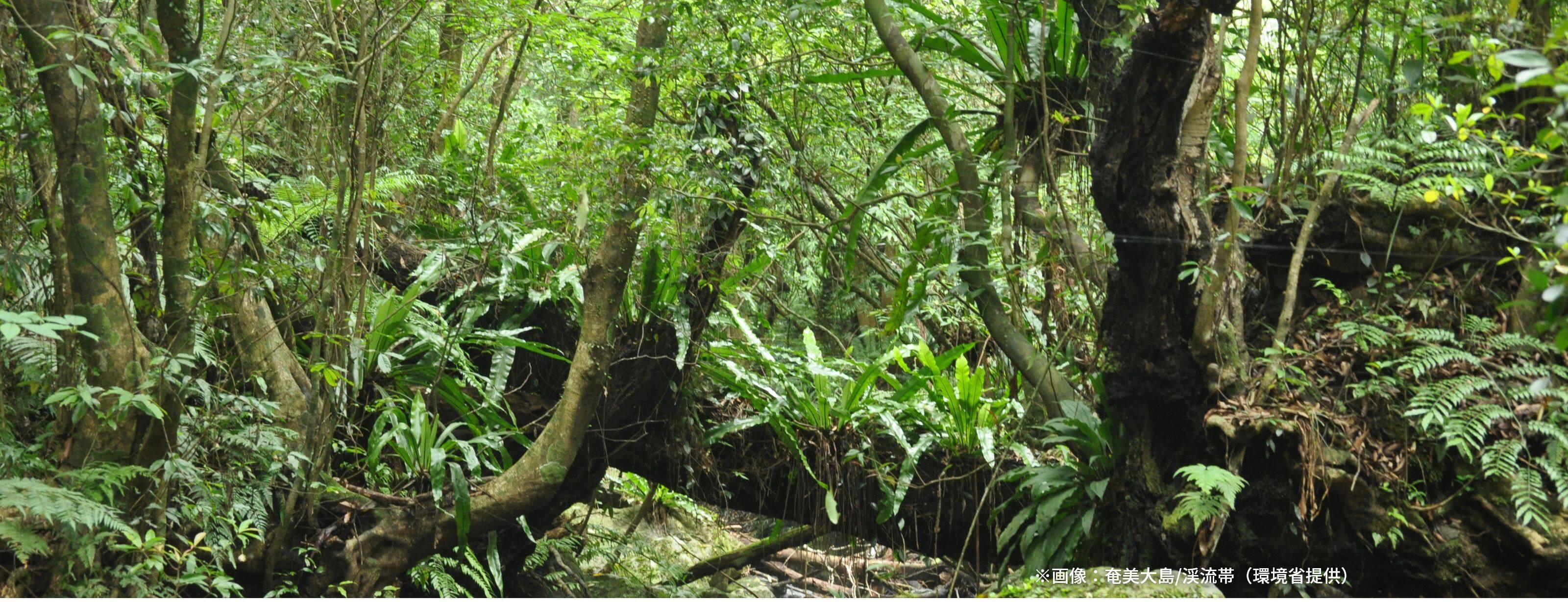 ※画像：奄美大島/渓流帯（環境省提供）