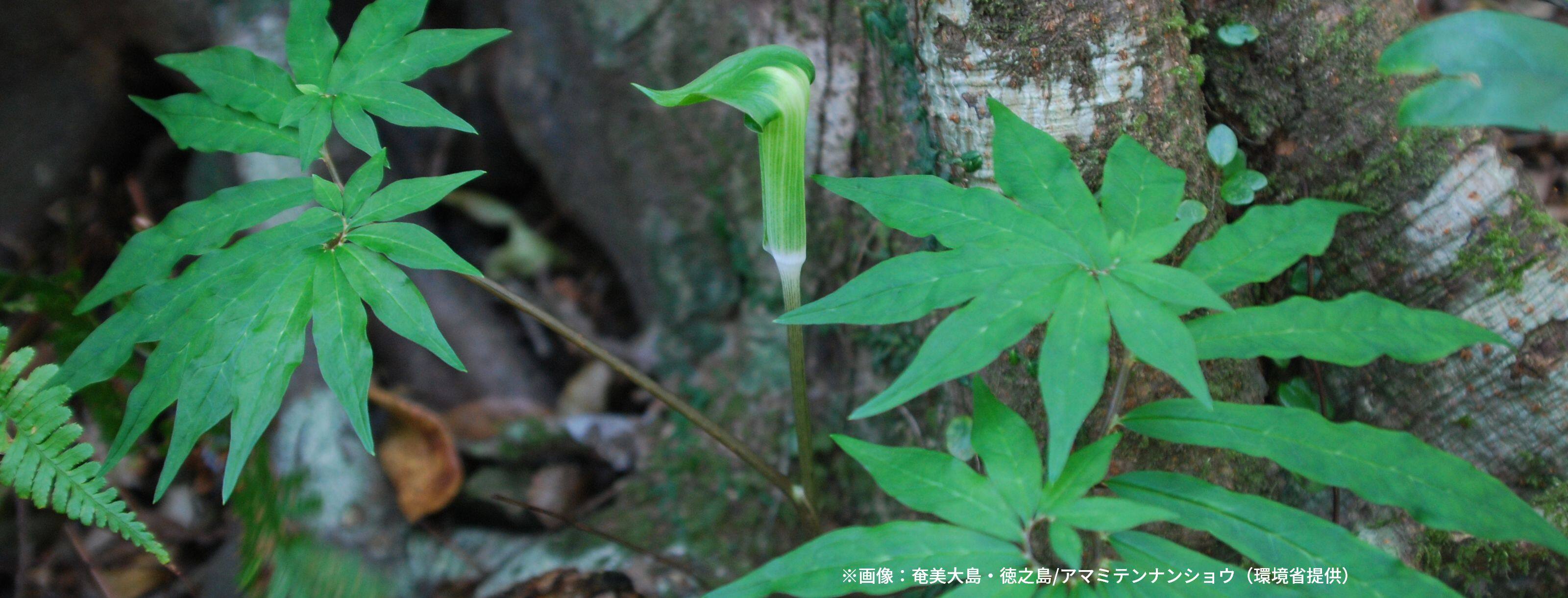 ※画像：奄美大島・徳之島/アマミテンナンショウ（環境省提供）