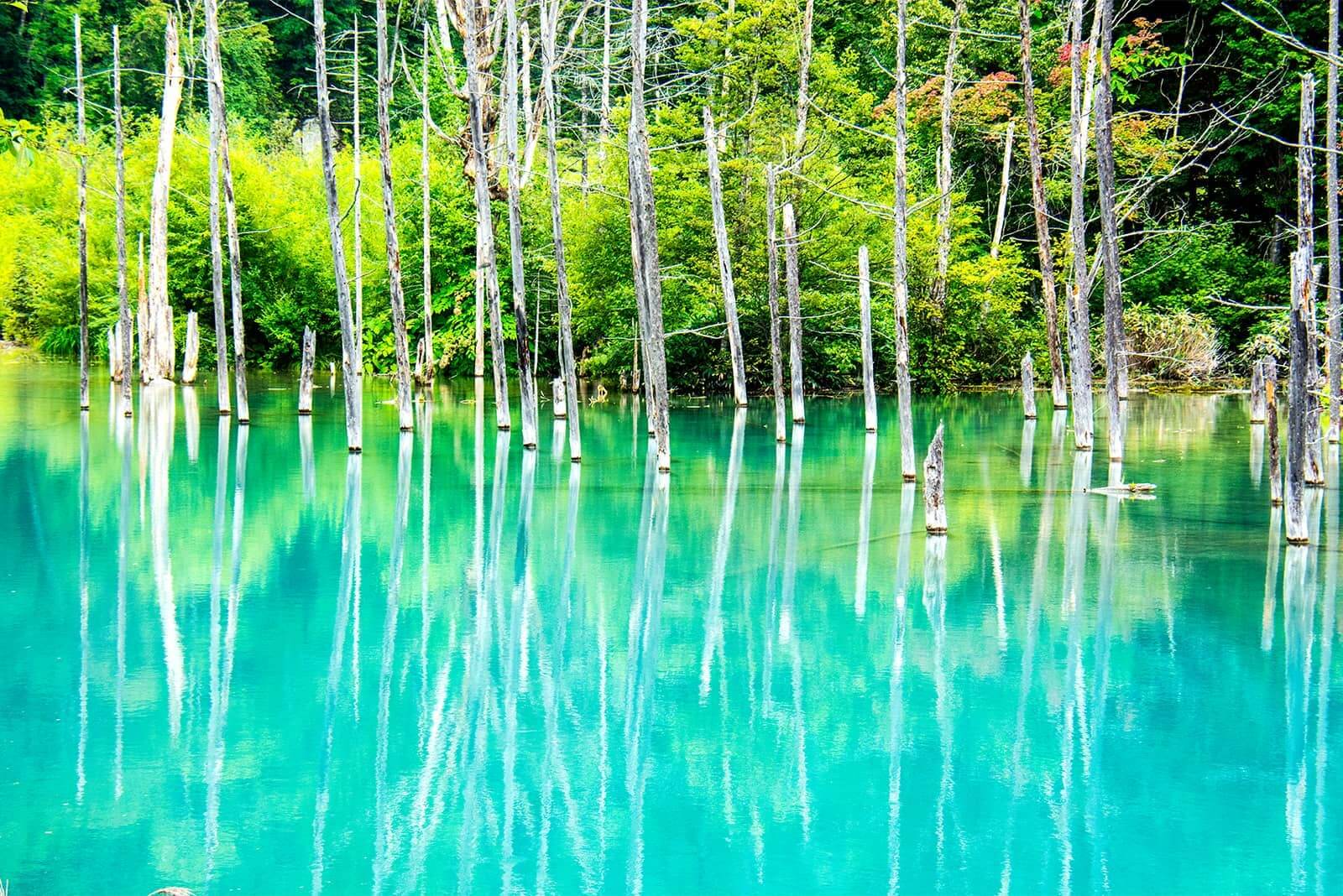 (photo) Shirogane Blue Pond 5