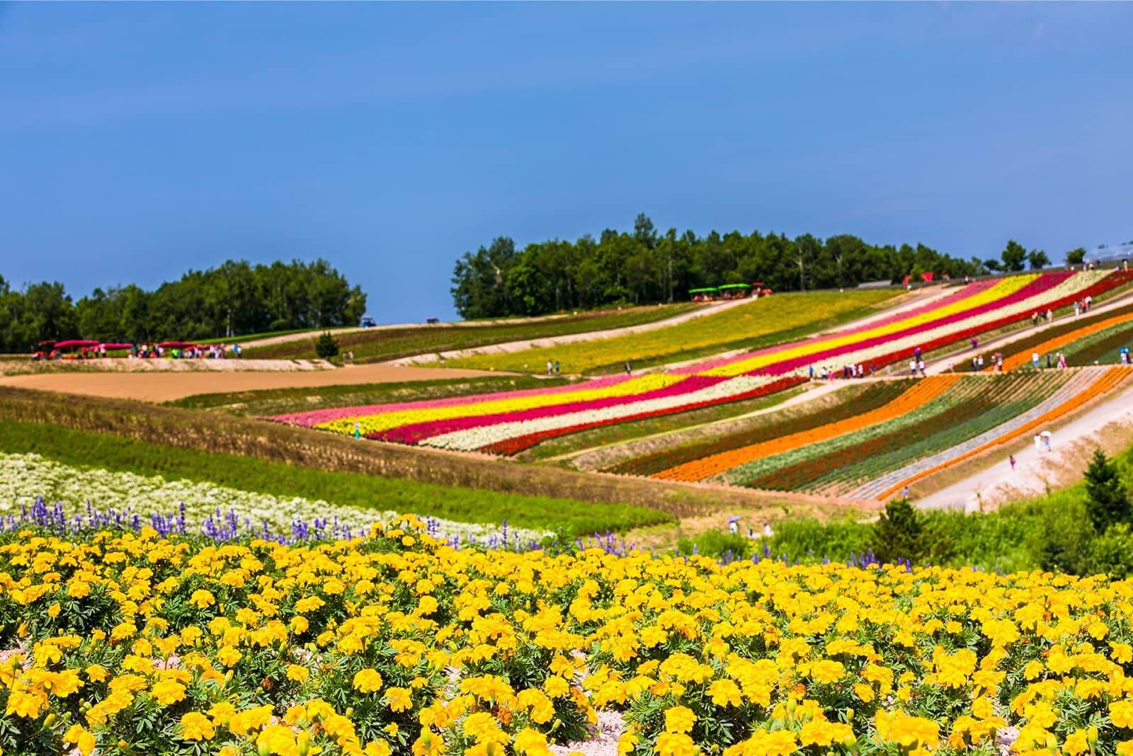(photo) Shikisai-no-Oka (Biei-cho) 1