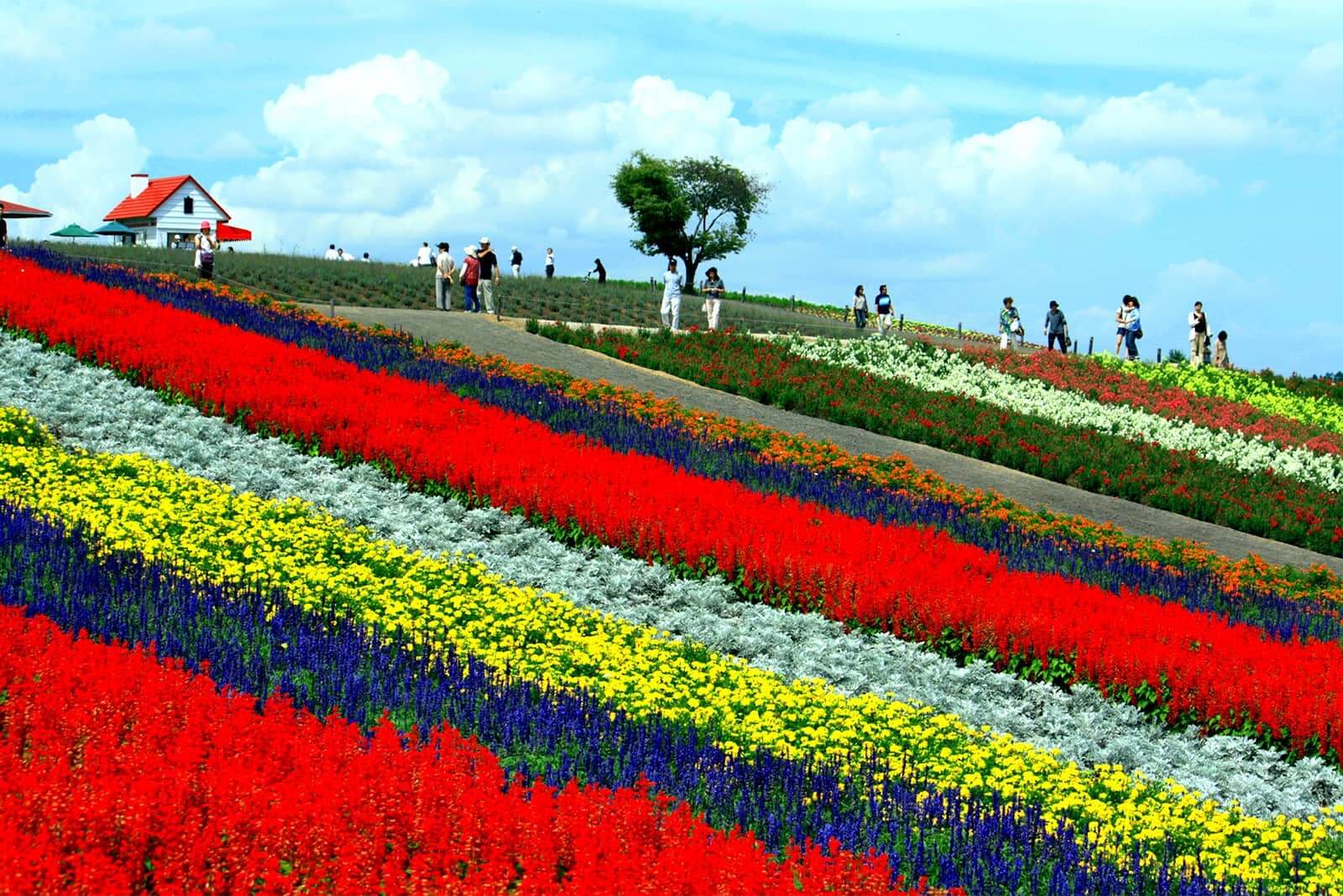 (photo) Shikisai-no-Oka (Biei-cho) 4