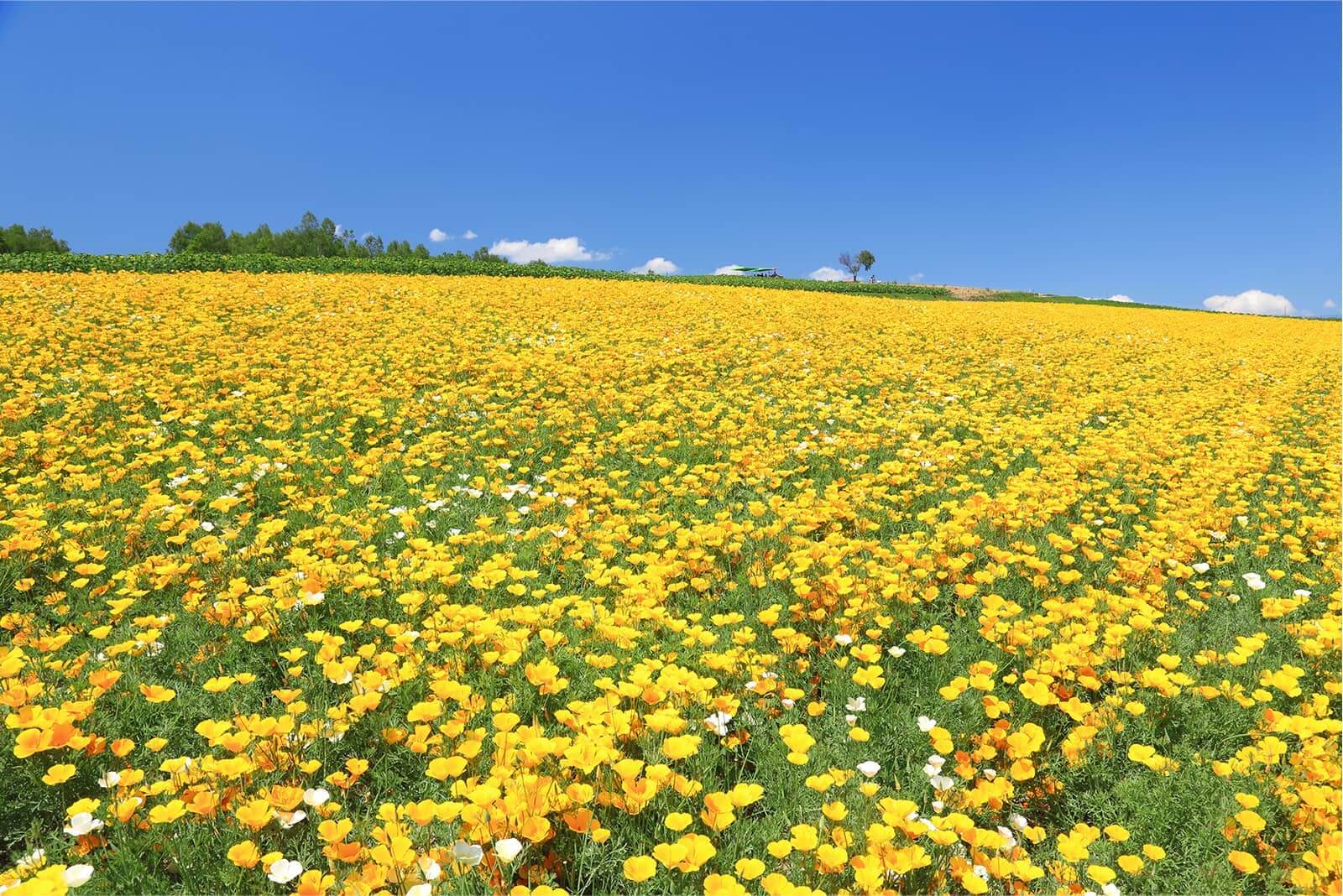 (photo) Shikisai-no-Oka (Biei-cho) 6