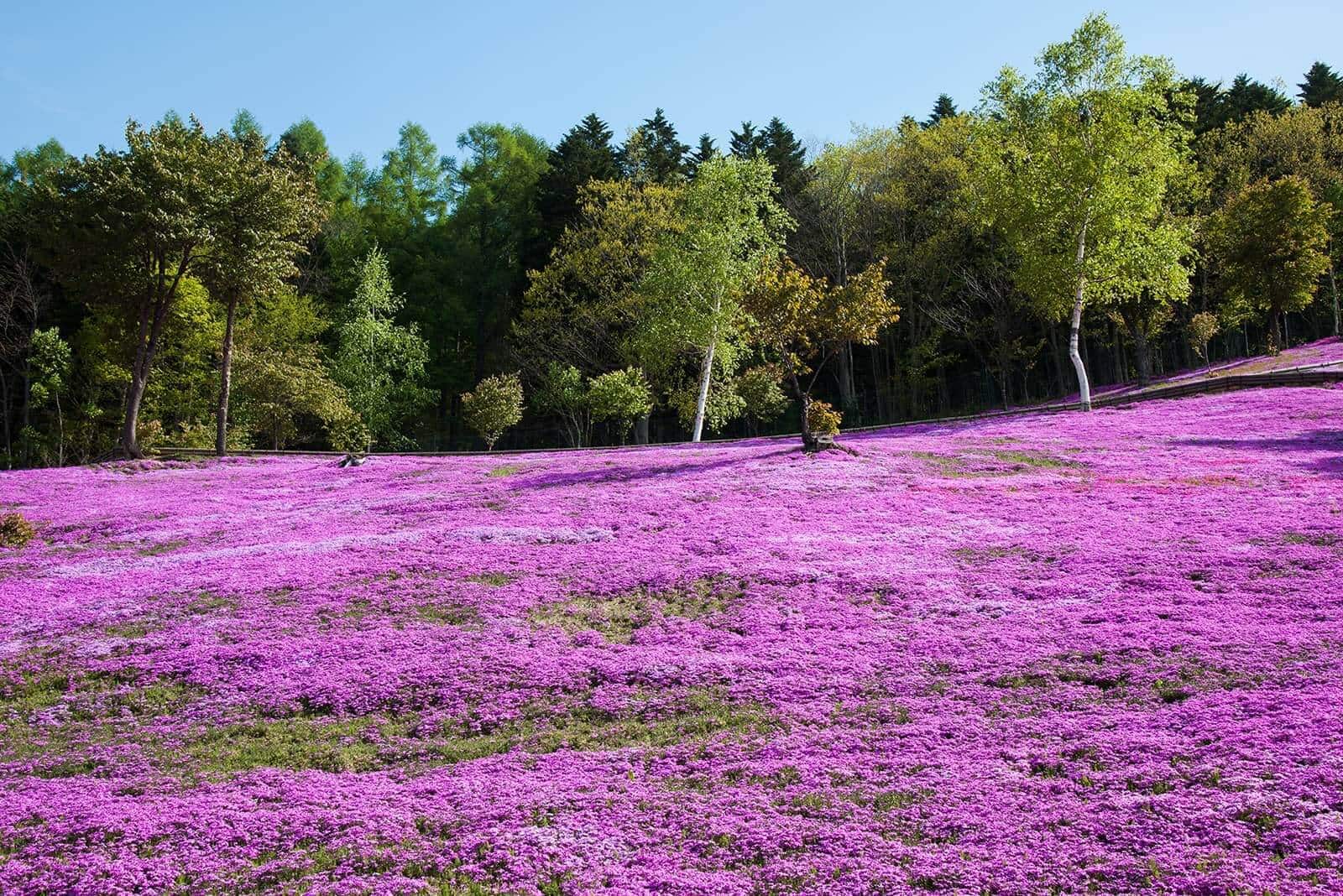 (photo) Shibazakura Takinoue Park 3