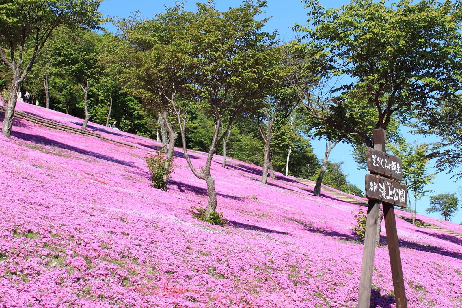 (photo) Shibazakura Takinoue Park 4