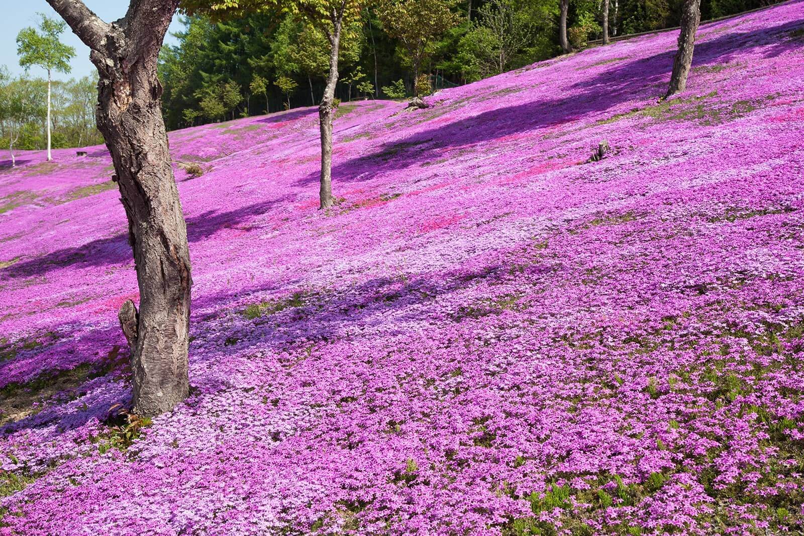 (photo) Shibazakura Takinoue Park 6
