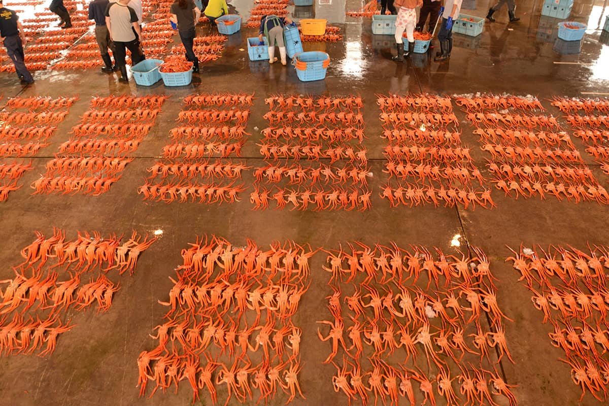 (写真) 新湊きっときと市場 1