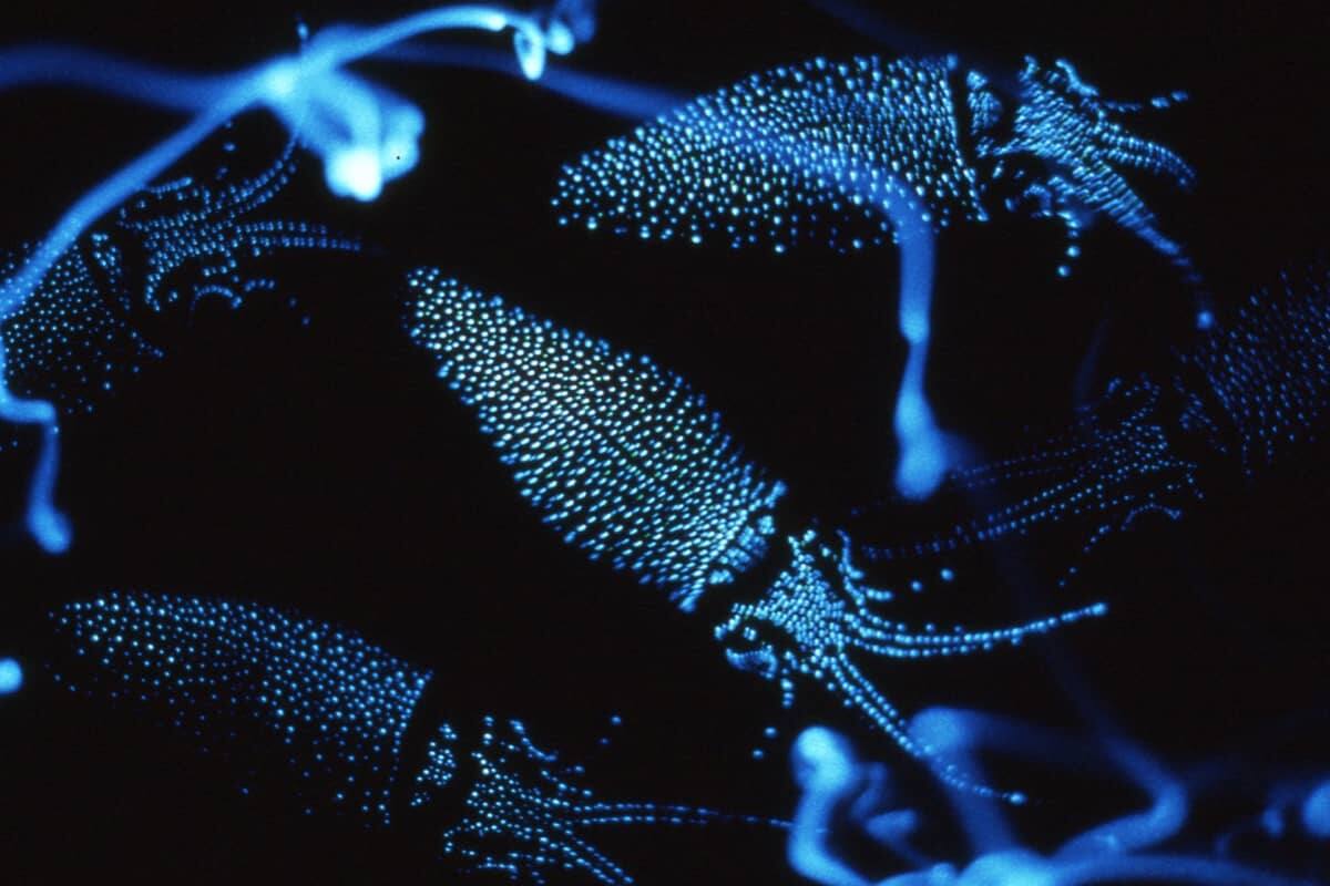 (写真) ホタルイカ海上観光 3