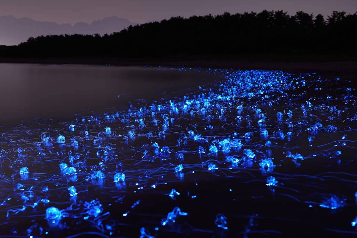 (写真) ホタルイカ海上観光 4