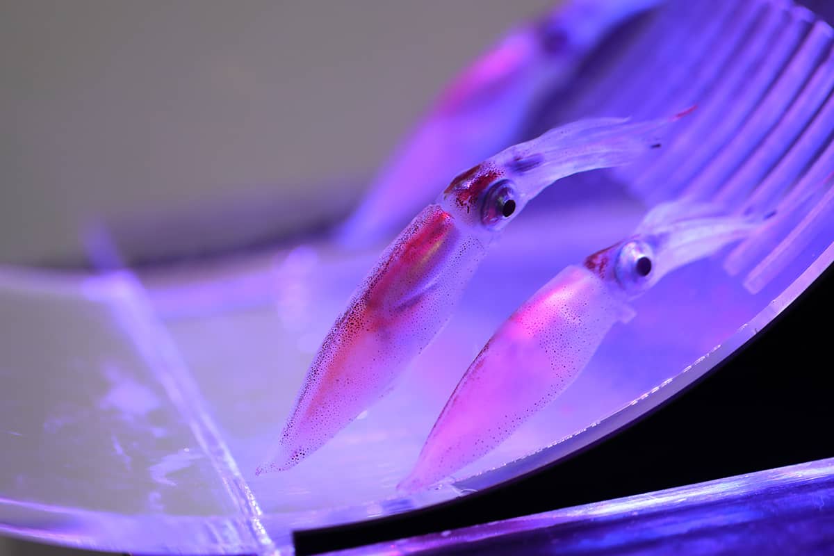 (写真) ホタルイカ海上観光 5