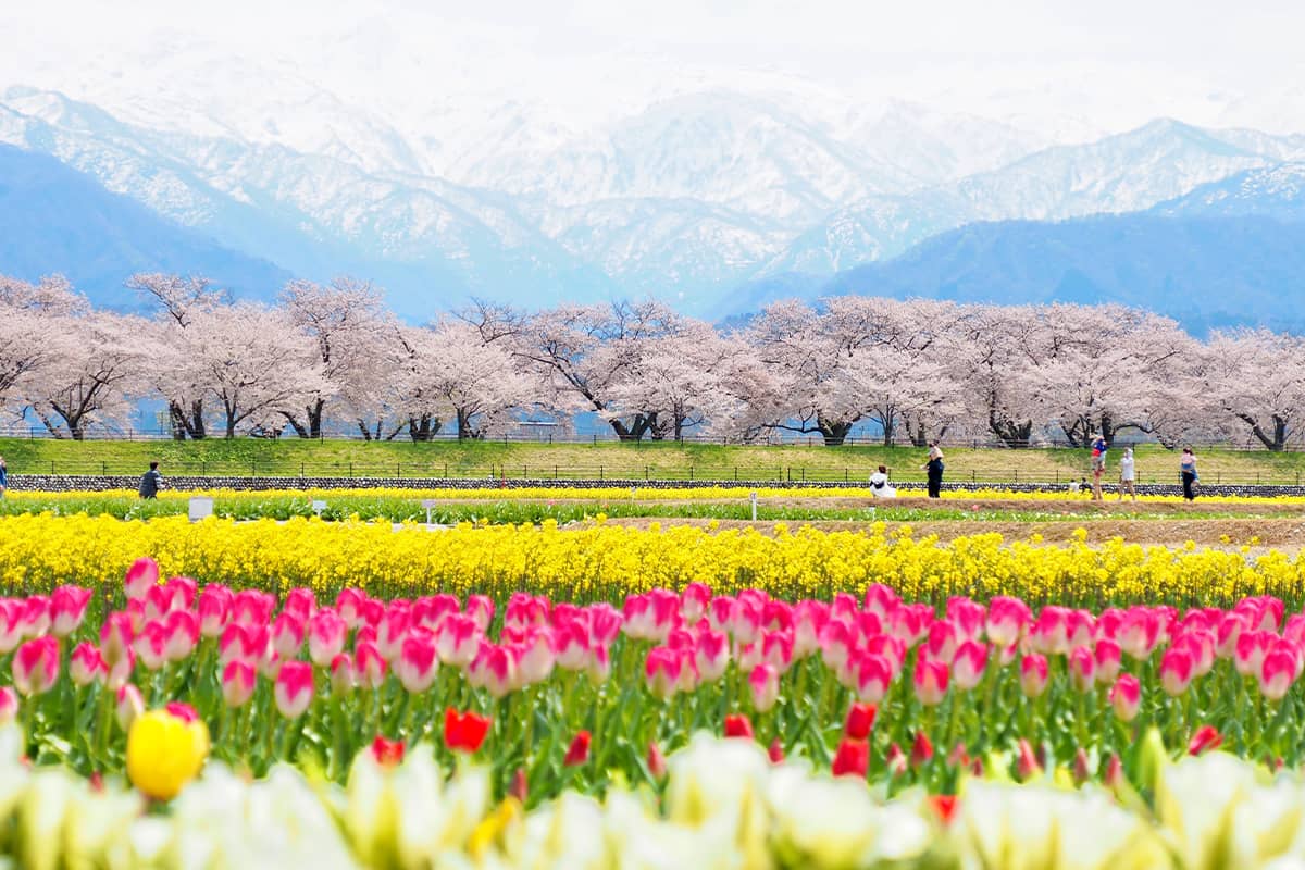 (写真) 春の四重奏 3