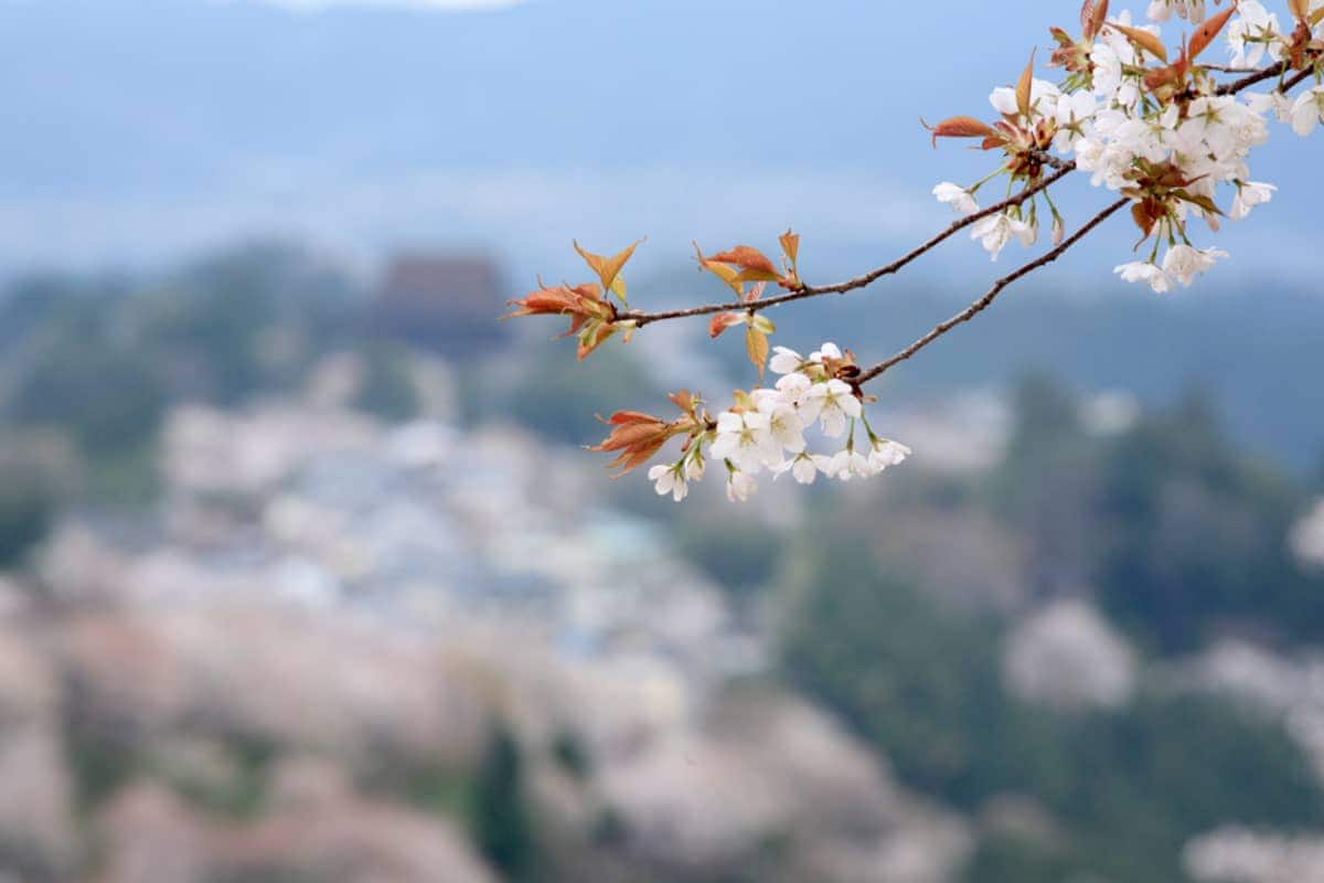 (写真) 花矢倉展望台 6