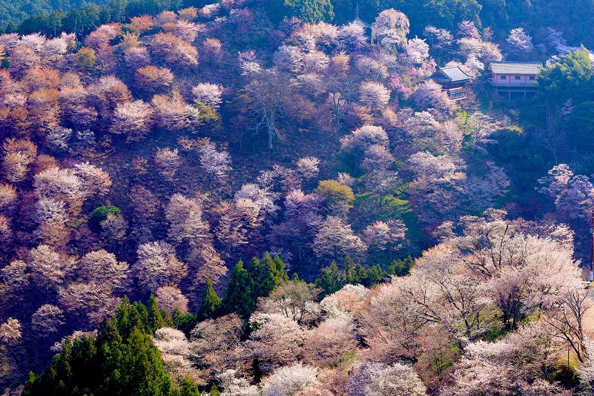 (写真) 景勝の宿 芳雲館 6