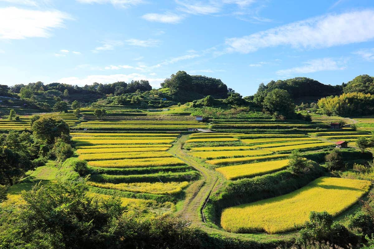 (写真) 明日香村										 6