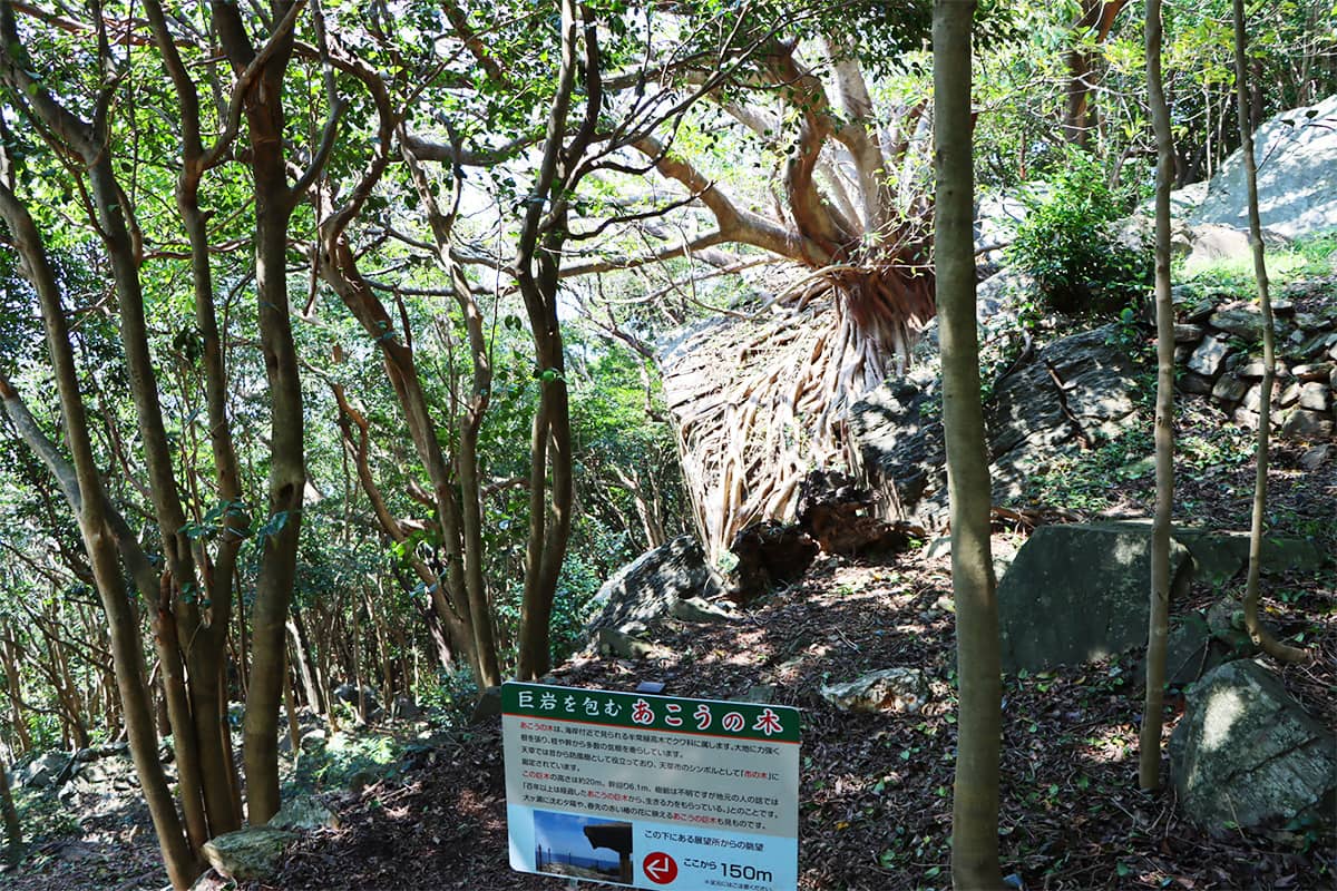 (写真) 西平椿公園 4
