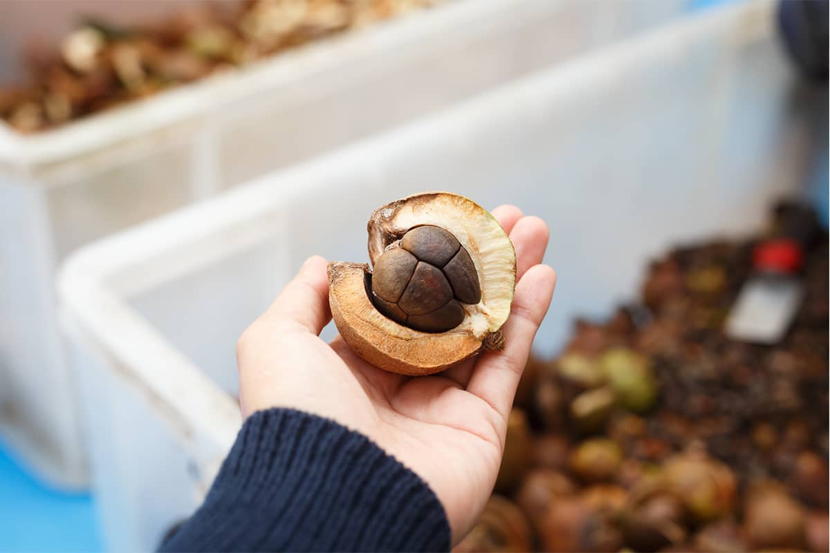 (写真) 西平椿公園 6