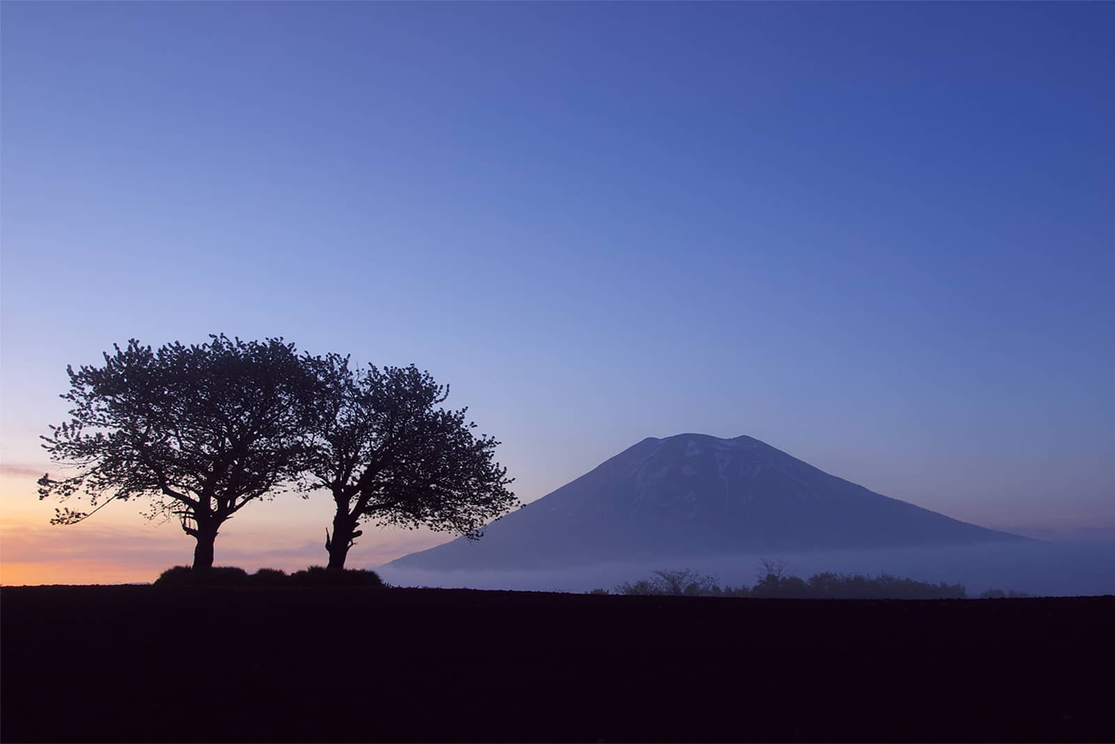 (写真) 双子の桜 4