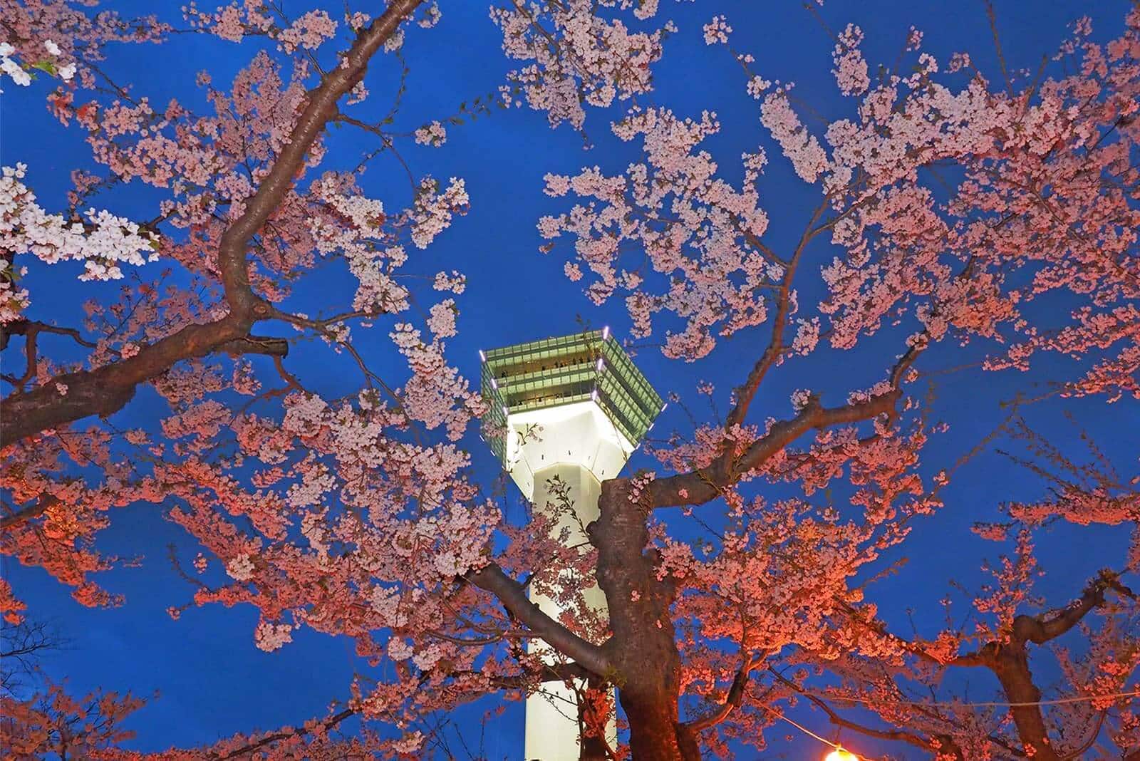 (写真) 五稜郭 6
