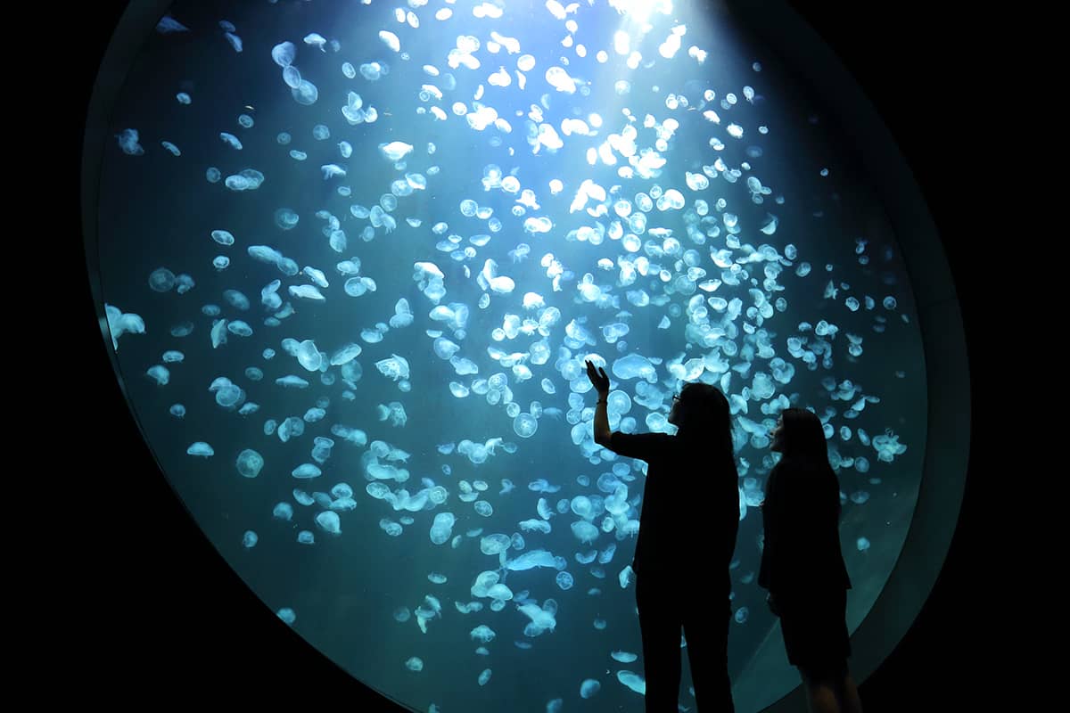 (写真) 加茂水族館 1