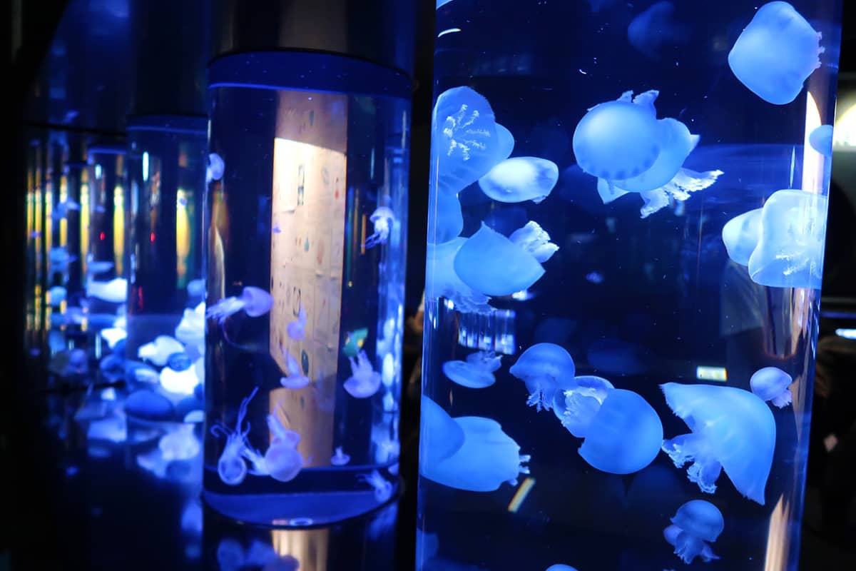 (写真) 加茂水族館 3