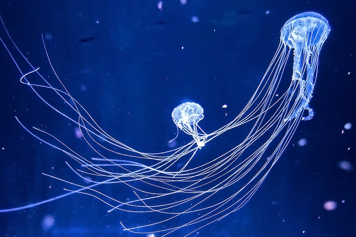 (写真) 加茂水族館 4