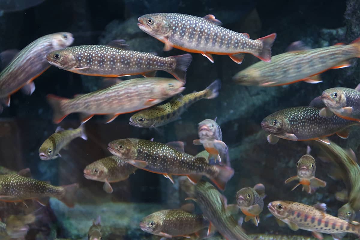 (写真) 加茂水族館 5