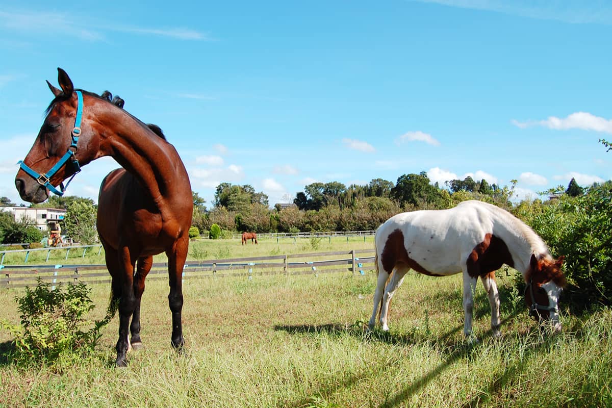 (photo) Tomisato Horse Park 1