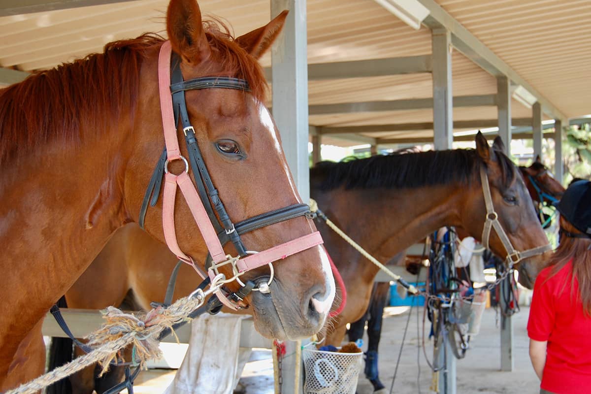 (photo) Tomisato Horse Park 3